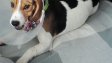 koruyucu yaka içinde Beagle köpek, hasta