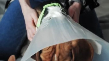 koruyucu yaka içinde Beagle köpek, hasta