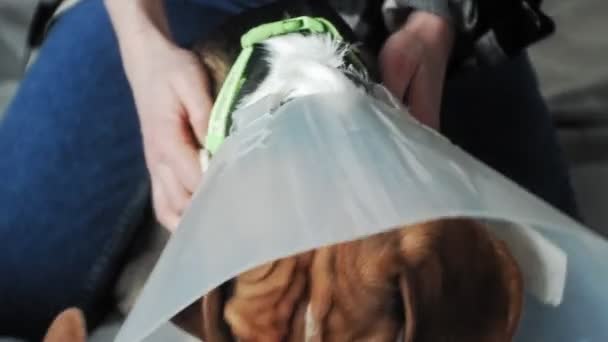 Perro beagle en un collar protector, enfermo — Vídeo de stock