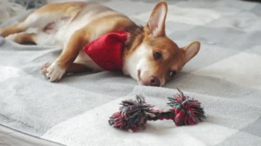 küçük köpek, Evcil hayvan, yakın çekim