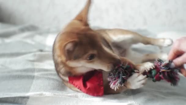 Petit chien, animal de compagnie, gros plan — Video