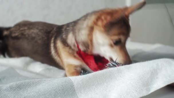 Perro pequeño, mascota, primer plano — Vídeos de Stock