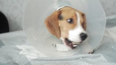 koruyucu yaka içinde Beagle köpek, hasta