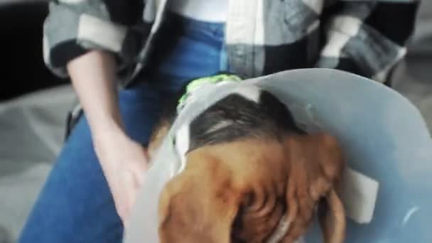 Perro beagle en un collar protector, enfermo — Vídeos de Stock