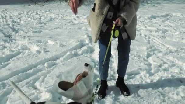 Kvinna gå med en hund — Stockvideo