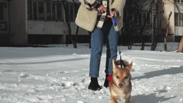 Femeie mergând cu un câine — Videoclip de stoc