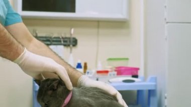 Veteriner kedi ele alıyor.