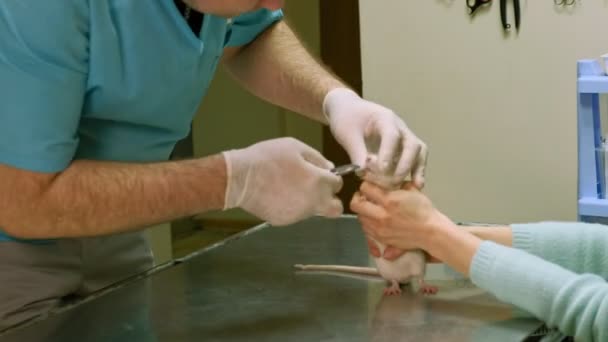 Κτηνίατρου που εξετάζει έναν εγχώριο αρουραίο — Αρχείο Βίντεο