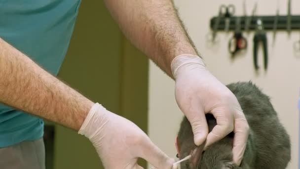 Veterinären undersöker en katt — Stockvideo