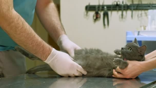 Ветеринар осматривает кошку — стоковое видео