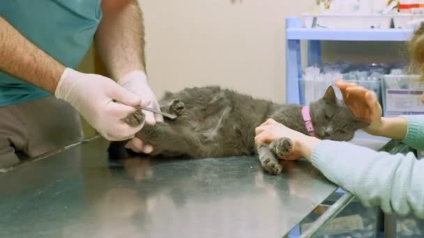 Veteriner kedi ele alıyor. — Stok video