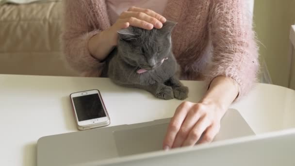 Mulher atraente com gatinho usando o laptop — Vídeo de Stock