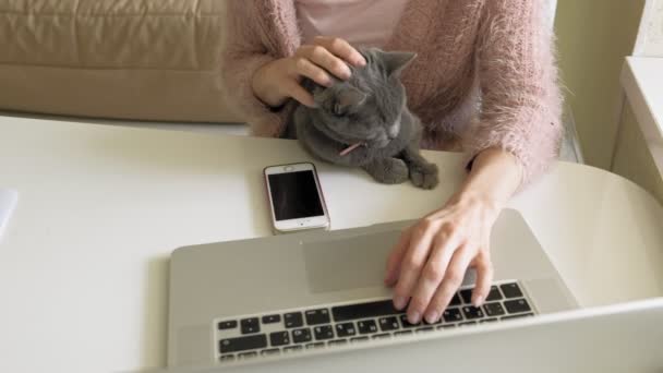 Dizüstü bilgisayar kullanarak kedi ile çekici kadın — Stok video