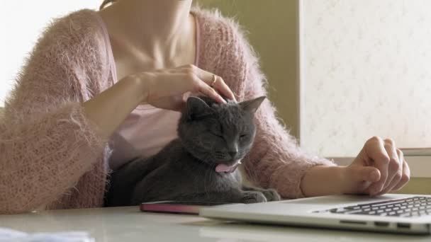 Mujer atractiva con gatito usando el portátil — Vídeos de Stock