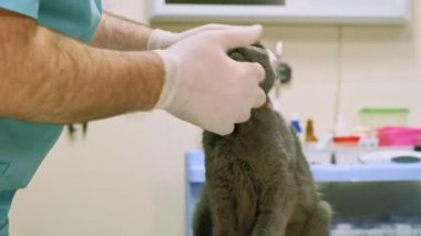 Veteriner kedi ele alıyor.