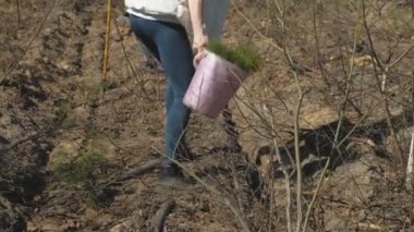 Ağaç fidanı dikmek. Orman restorasyonu, ekolojinin korunması.
