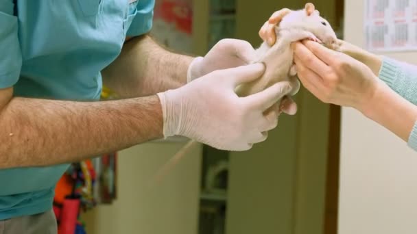 Veterinarian doctor examining a domestic rat — Stock Video