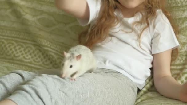 Mädchen spielt mit einer Ratte — Stockvideo