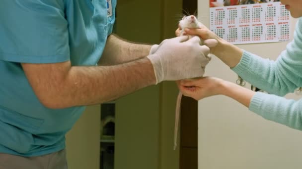 Médico veterinario examinando una rata doméstica — Vídeos de Stock