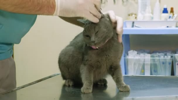 Lékař zkoumá kočka — Stock video