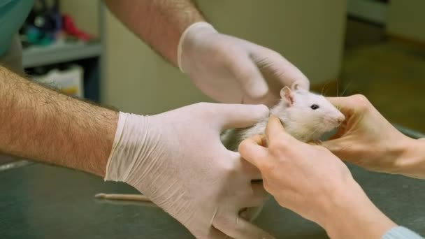 Veterinarian doctor examining a domestic rat — Stock Video