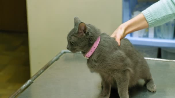 Medicul veterinar examinează o pisică — Videoclip de stoc