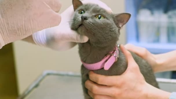Veterinären undersöker en katt — Stockvideo