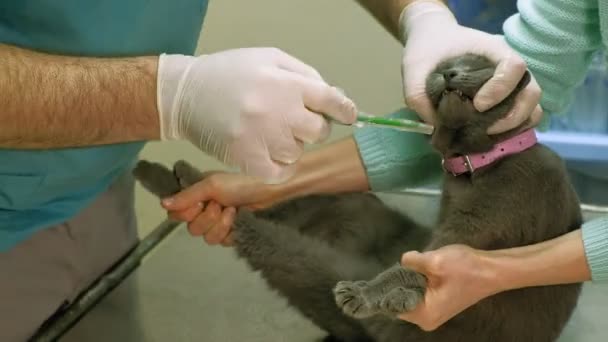 Dokter hewan memeriksa seekor kucing. — Stok Video