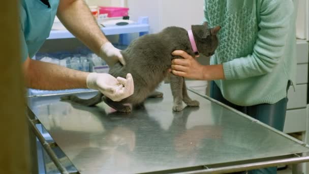 Ветеринар осматривает кошку — стоковое видео