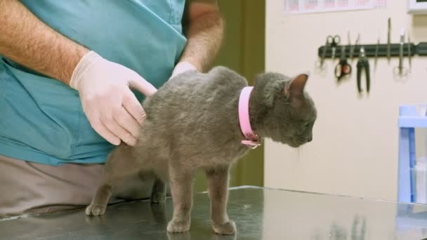 Veterinario examina un gato — Vídeo de stock