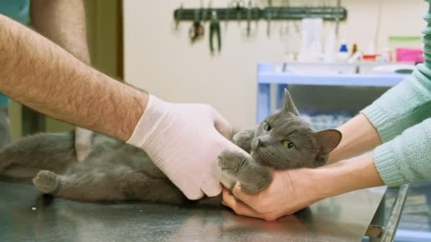 Medicul veterinar examinează o pisică — Videoclip de stoc