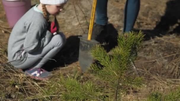 Planting tree saplings. Forest restoration, protection of ecology. — Stock Video