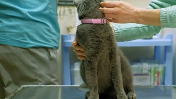 兽医检查一只猫 — 图库视频影像