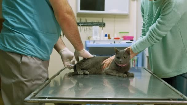 Veterinario examina un gato — Vídeo de stock