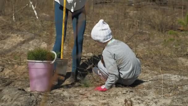 Ağaç fidanı dikmek. Orman restorasyonu, ekolojinin korunması. — Stok video