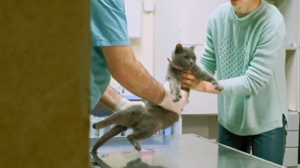 Veterinären undersöker en katt — Stockvideo