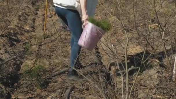 Planting tree saplings. Forest restoration, protection of ecology. — Stock Video