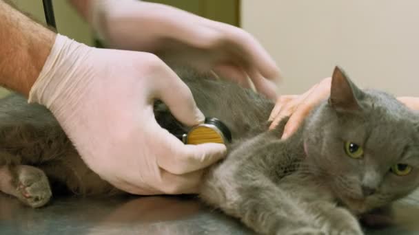 Veteriner kedi ele alıyor. — Stok video
