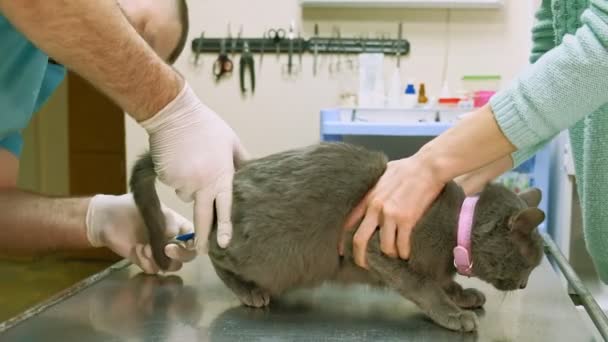 Tierarzt untersucht eine Katze — Stockvideo