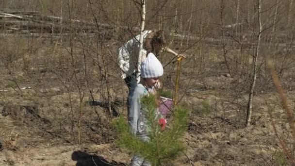 Aanplant boom boompjes. Bosrestauratie, bescherming van ecologie. — Stockvideo