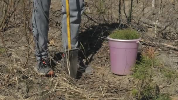 苗木を植える。森林再生、生態系の保護. — ストック動画