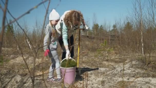 Plantando plantaciones de árboles. Restauración forestal, protección de la ecología . — Vídeos de Stock