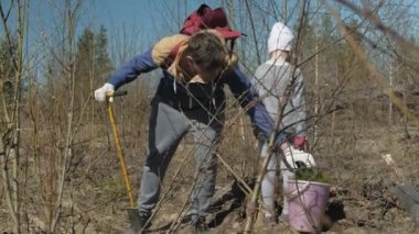 Ağaç fidanı dikmek. Orman restorasyonu, ekolojinin korunması.