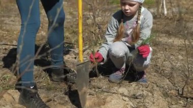 Ağaç fidanı dikmek. Orman restorasyonu, ekolojinin korunması.