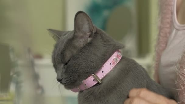 Attraktiv kvinna med kattunge använda den bärbara datorn — Stockvideo