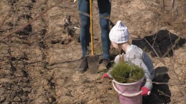 Aanplant boom boompjes. Bosrestauratie, bescherming van ecologie. — Stockvideo