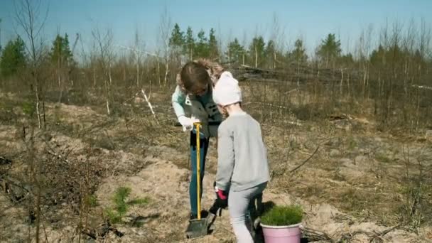 Ağaç fidanı dikmek. Orman restorasyonu, ekolojinin korunması. — Stok video