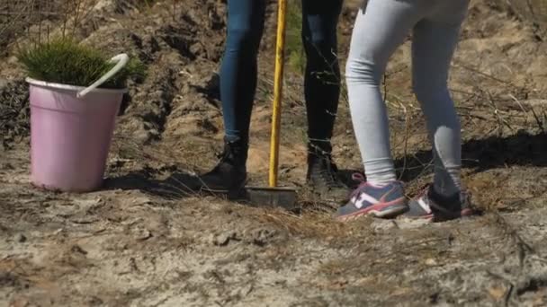 Plantando plantaciones de árboles. Restauración forestal, protección de la ecología . — Vídeos de Stock