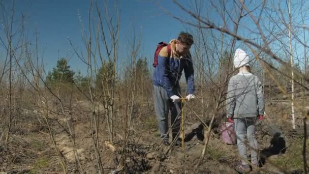 Aanplant boom boompjes. Bosrestauratie, bescherming van ecologie. — Stockvideo