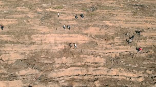 Restauration forestière. Conservation de l'écologie. Prise de vue aérienne 
